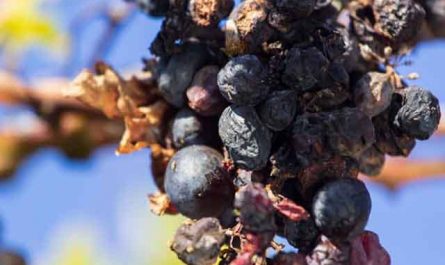 Pourquoi rêver de raisins pourris ?