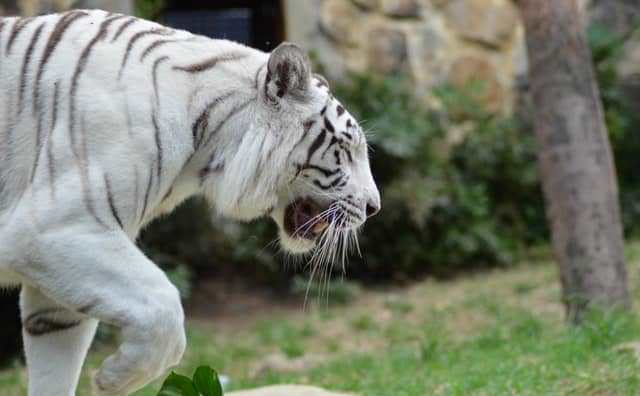Que signifie rêver de tigre blanc qui attaque ?