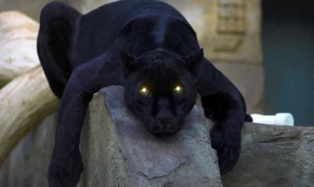 Pourquoi rêver de tuer une panthère noire ?