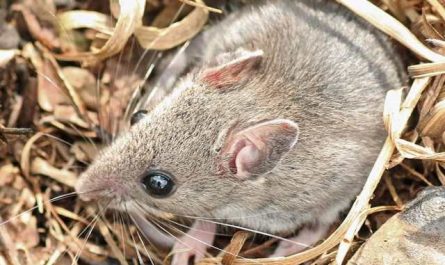 Pourquoi rêver de tuer une souris ?