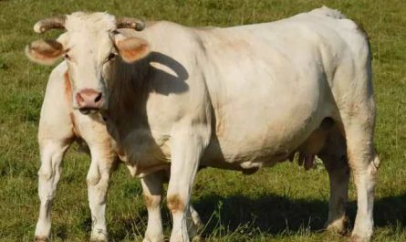 Pourquoi rêver de vache blanche ?