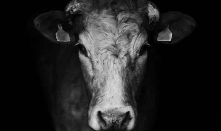 Pourquoi rêver d'une attaque de vache ?