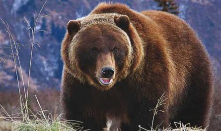 Pourquoi rêver d'un ours géant ?