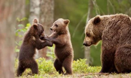 Pourquoi rêver de combattre un ours ?