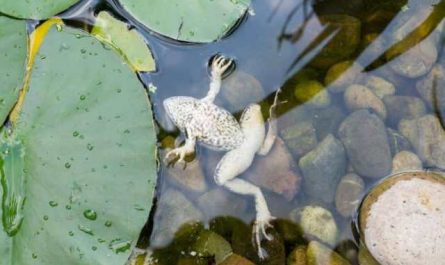 Pourquoi rêver de grenouille morte ?