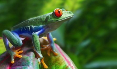Pourquoi rêver de grenouille verte ?