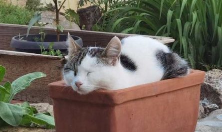 Pourquoi rêver de manger du chat ?