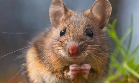 Pourquoi rêver de marcher sur une souris ?