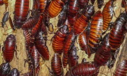 Pourquoi rêver de nombreux cafards vivants ?