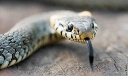 Pourquoi rêver de serpent dans un tunnel ?