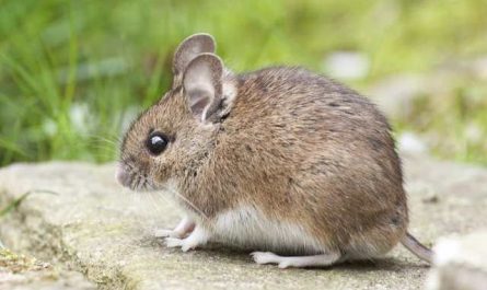 Pourquoi rêver de souris morte ?