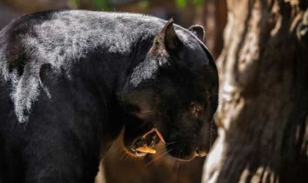 Pourquoi rêver d'un tigre noir ?