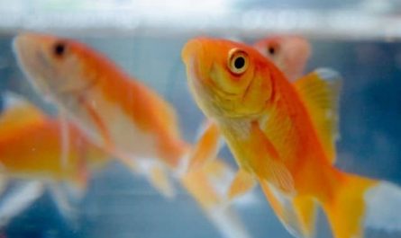 Pourquoi rêver d'eau claire et de poissons ?
