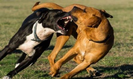 Pourquoi rêver d'un combat de chiens ?