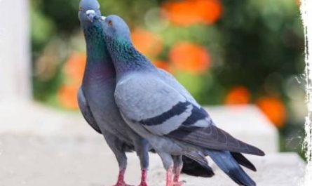 Pourquoi rêver d'un couple de pigeons ?