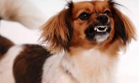 Pourquoi rêver de chien en colère ?