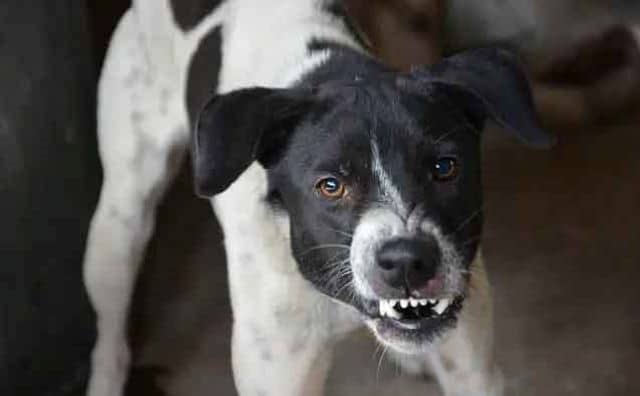 Pourquoi rêver d'un chien essayant de mordre ?