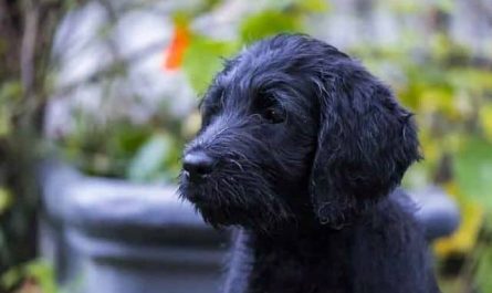 Pourquoi rêver de chien noir ?