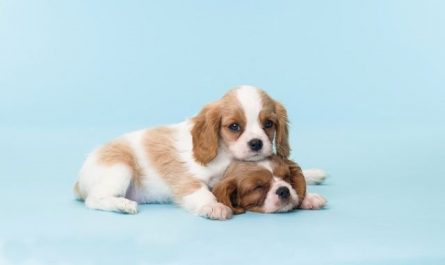 Pourquoi rêver de chiot ?