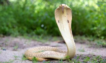 Pourquoi rêver de cobra ?