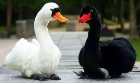 Pourquoi rêver de cygne noir et blanc ?
