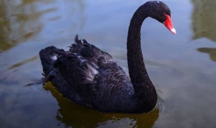 Pourquoi rêver de cygne noir ?