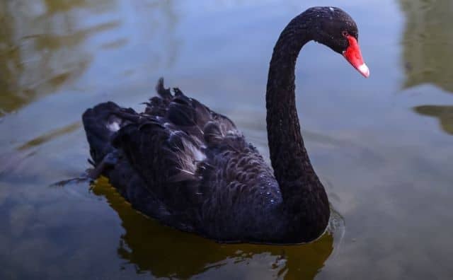 Pourquoi rêver de cygne noir ?