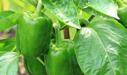 Pourquoi rêver de poivrons verts ?