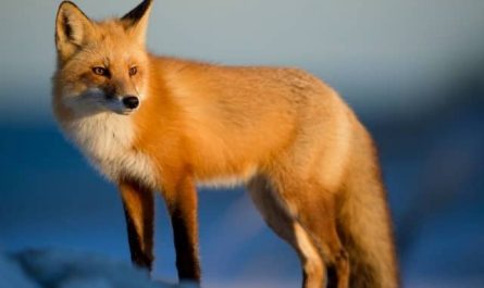 Pourquoi rêver de renard ?