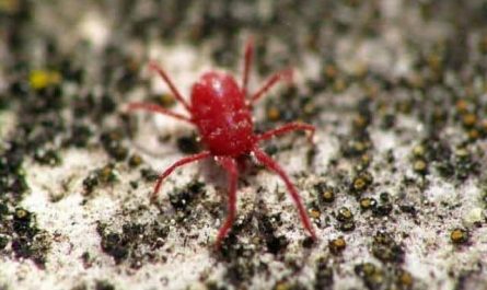 Pourquoi rêver d'araignée rouge ?