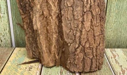 Pourquoi rêver d'écorce de bois ?