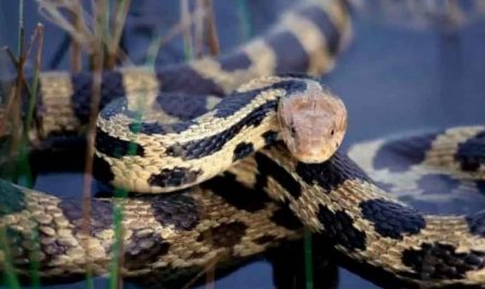 Pourquoi rêver d'être attaqué par des serpents ?