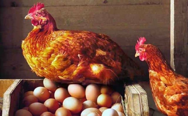 Pourquoi rêver d'oeufs de poule ?