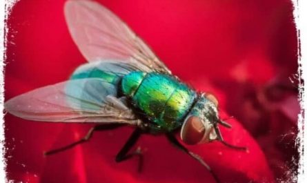 Pourquoi rêver d'un bruit de mouche ?