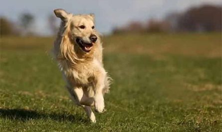Pourquoi rêver d'un chien qui court ?