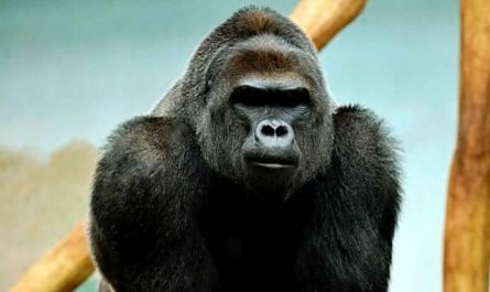 Pourquoi rêver d'un gros gorille ?