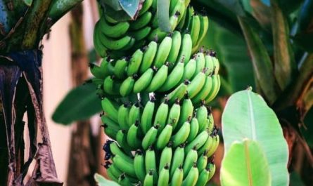 Pourquoi rêver d'un gros régime de banane ?
