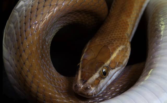 Pourquoi rêver d'un serpent brillant ?