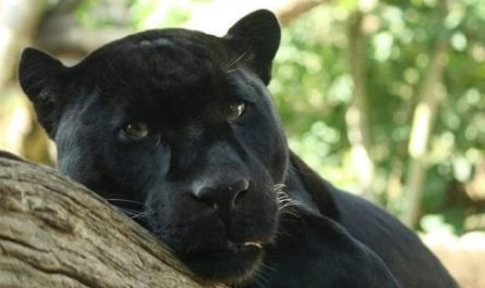 Pourquoi rêver d'une panthère noire qui vous regarde ?
