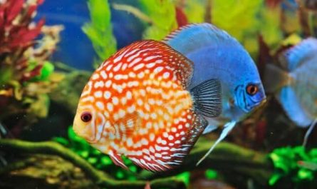 Pourquoi rêver de beaux et gros poissons ?