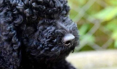 Pourquoi rêver de caniche noir ?