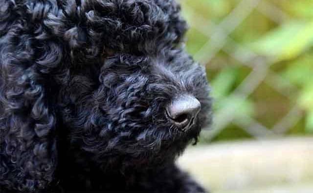 Pourquoi rêver de caniche noir ?