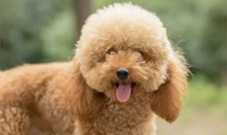 Pourquoi rêver de caniche ?