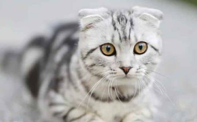 Pourquoi rêver de chat agressif ?