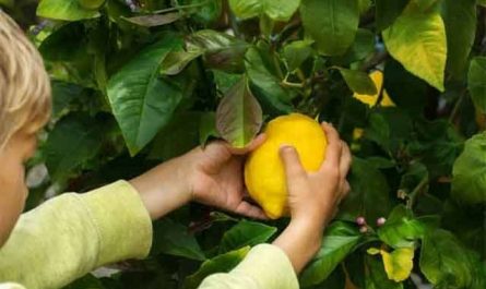 Pourquoi rêver de cueillir des citrons ?