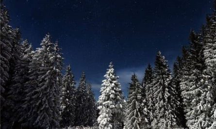 Pourquoi rêver d'une forêt de pins ?