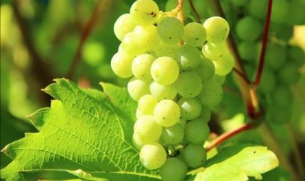 Pourquoi rêver de grappe de raisins verts ?