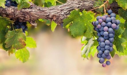 Pourquoi rêver de grappe de raisins ?