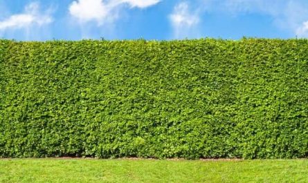 Pourquoi rêver de haie ?