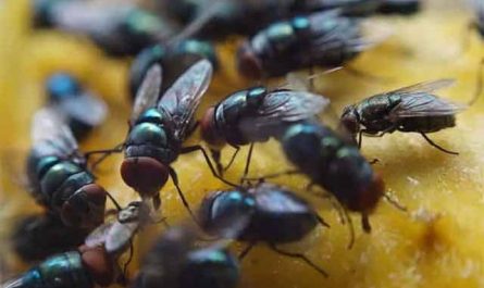 Pourquoi rêver de millier de mouches ?